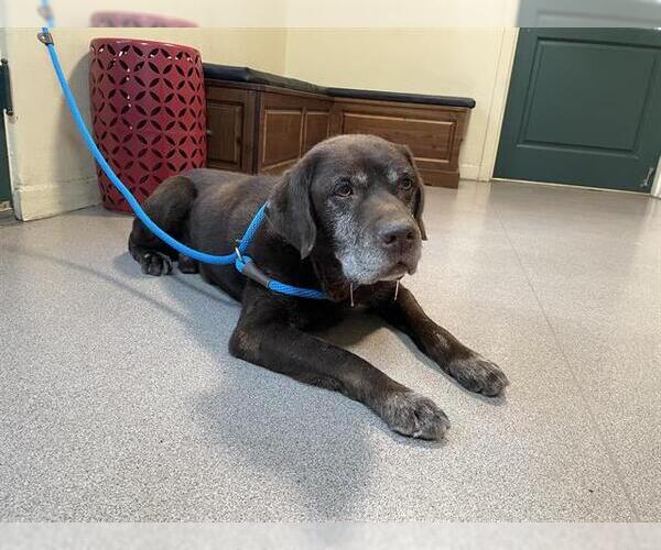 Medium Photo #1 Labrador Retriever Puppy For Sale in Pasadena, CA, USA