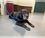 Small Labrador Retriever