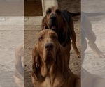 Red F - Female Bloodhound Puppy for Sale - Photo #3