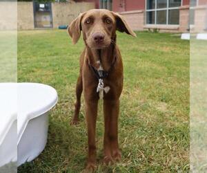 Labrador Retriever-Unknown Mix Dogs for adoption in San Antonio, TX, USA