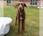 Small Labrador Retriever Mix