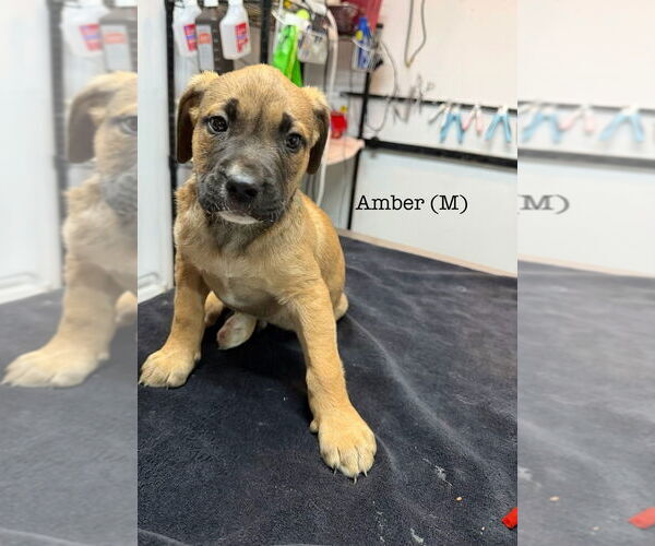 Medium Photo #1 American Pit Bull Terrier Puppy For Sale in Studio City, CA, USA