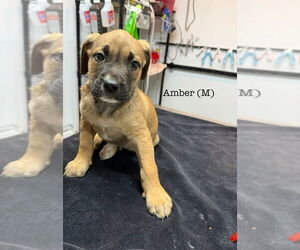 American Pit Bull Terrier Dogs for adoption in Studio City, CA, USA