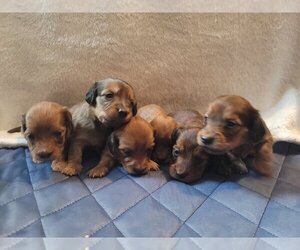 Dachshund Litter for sale in PINSON, AL, USA