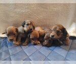 Image preview for Ad Listing. Nickname: Litter of 6