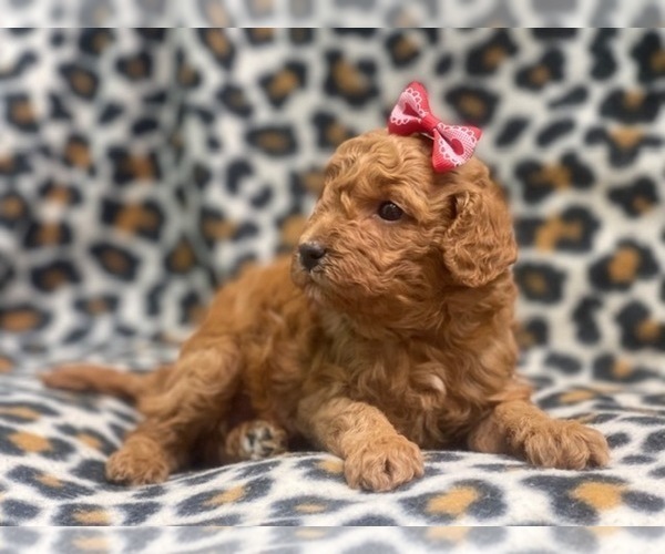 Medium Photo #3 Cavapoo Puppy For Sale in LAKELAND, FL, USA