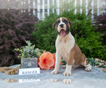 Puppy Ranger Boxer