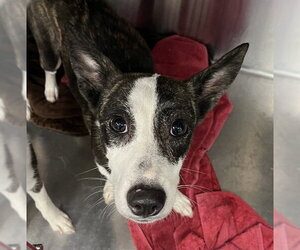 Australian Kelpie-Unknown Mix Dogs for adoption in Tavares, FL, USA