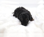 Small #30 Cockapoo