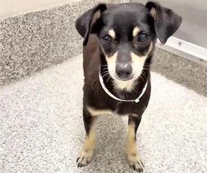KERMIT - Male Chihuahua Dog for Adoption - Photo #2