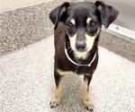 Small Photo #2 Chihuahua Puppy For Sale in Houston, TX, USA