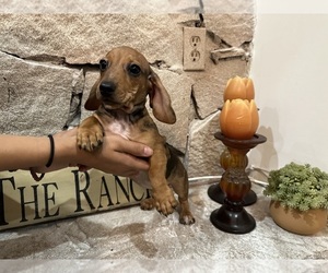 Dachshund Puppy for sale in MIRAMAR, FL, USA