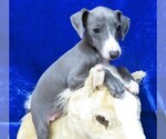 Small #9 Italian Greyhound