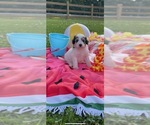 Small Photo #1 Pyredoodle Puppy For Sale in TRENTON, GA, USA
