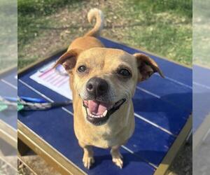 Chihuahua-Unknown Mix Dogs for adoption in San Antonio, TX, USA