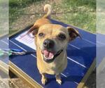 Small Chihuahua Mix