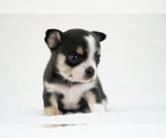 Small Photo #2 Chihuahua Puppy For Sale in UNION GROVE, NC, USA