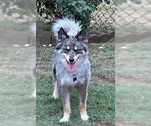 Pomeranian-Unknown Mix Dogs for adoption in Tabernash, CO, USA