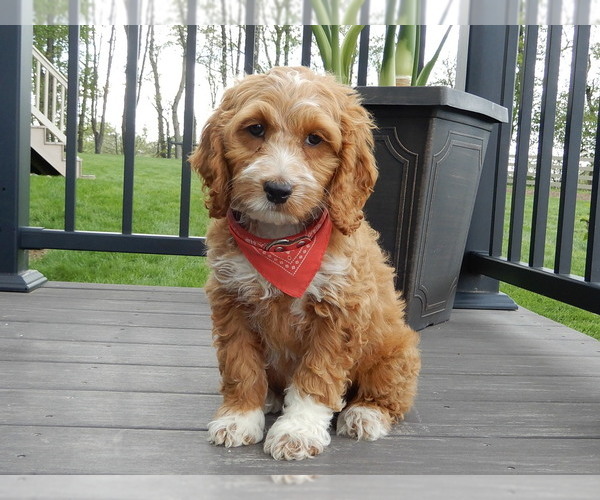 Medium Photo #1 Cockapoo Puppy For Sale in MILLERSBURG, OH, USA