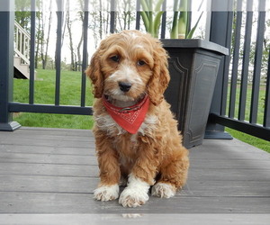 Cockapoo Puppy for sale in MILLERSBURG, OH, USA
