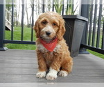 Image preview for Ad Listing. Nickname: Duke