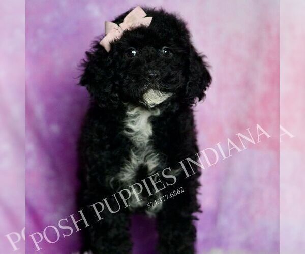Medium Photo #24 Poodle (Miniature) Puppy For Sale in WARSAW, IN, USA