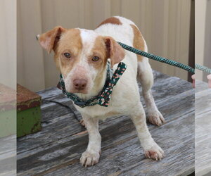 Dachshund Dogs for adoption in Bandera, TX, USA
