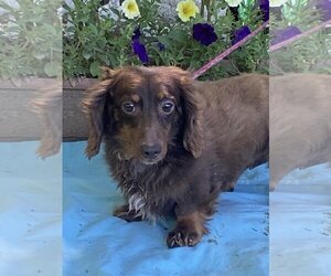 Dachshund Dogs for adoption in HOPKINSVILLE/PRINCETON, KY, NH, USA
