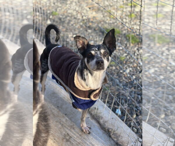 Medium Photo #3 Chihuahua-Unknown Mix Puppy For Sale in Milpitas, CA, USA