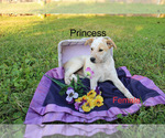Small Photo #10 Box heeler Puppy For Sale in RANGER, GA, USA