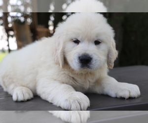 Golden Retriever Puppy for sale in SHILOH, OH, USA