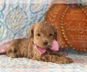 Cavapoo Puppy for sale in LANCASTER, PA, USA