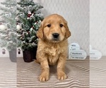 Small #2 Golden Retriever