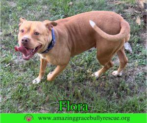 Flora - Female American Pit Bull Terrier-Unknown Mix Dog for Adoption - Photo #2