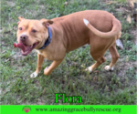 Small #1 American Pit Bull Terrier Mix