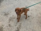 Small Photo #2 Labrador Retriever Puppy For Sale in BUCK, PA, USA