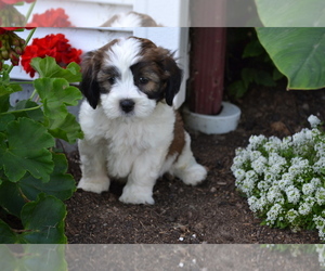 Shih-Poo Litter for sale in GREENWOOD, WI, USA