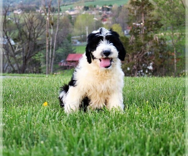 Medium Photo #21 Sheepadoodle Puppy For Sale in STANLEY, VA, USA