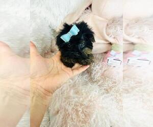 Yorkshire Terrier Puppy for sale in JACKSONVILLE, FL, USA