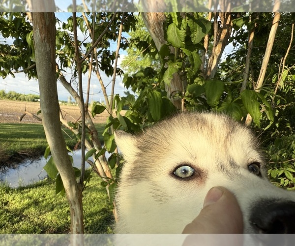 Medium Photo #36 Siberian Husky Puppy For Sale in ALTON, IL, USA
