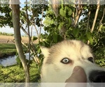 Small #2 Siberian Husky