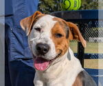Small Treeing Walker Coonhound Mix