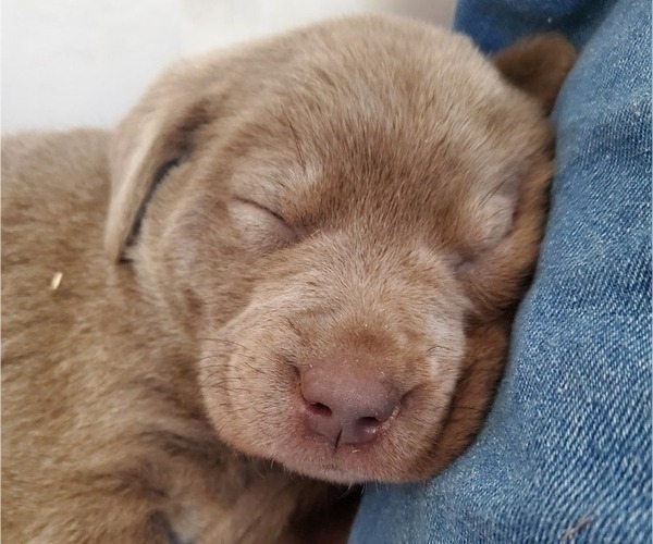 Medium Photo #12 Labrador Retriever Puppy For Sale in FLAGLER, CO, USA