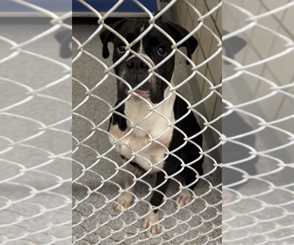 Medium Photo #3 Boxer Puppy For Sale in  Katy, TX, USA