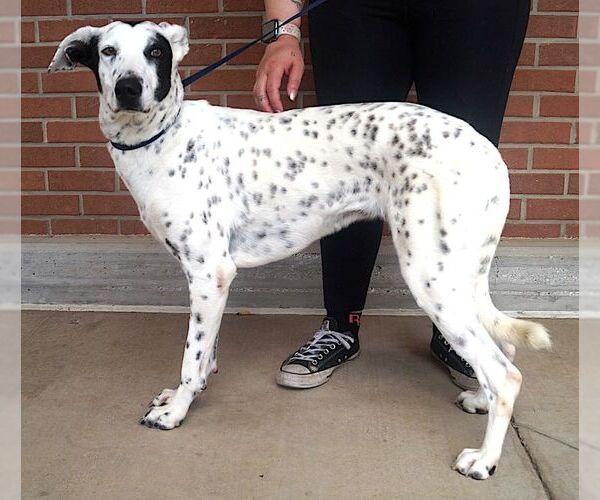 Medium Photo #4 Dalmatian-Unknown Mix Puppy For Sale in Carrollton, TX, USA