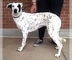 Small #3 Dalmatian Mix