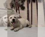 Small #5 Labrador Retriever