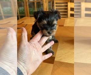 Yorkshire Terrier Puppy for sale in RITZVILLE, WA, USA