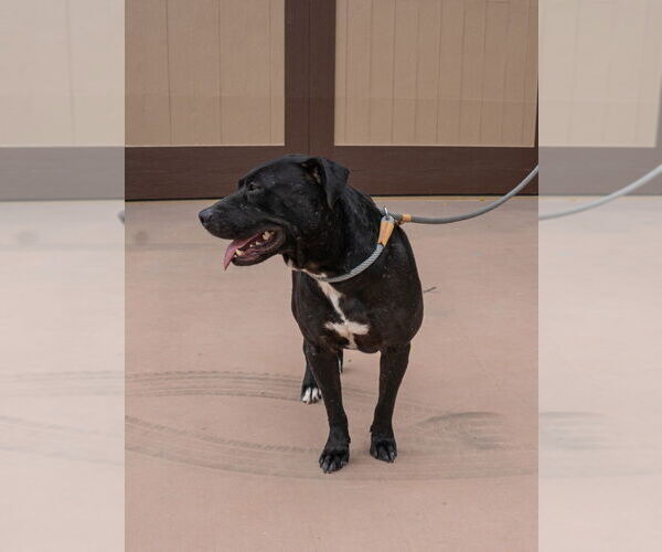 Medium Photo #15 Labrador Retriever-Unknown Mix Puppy For Sale in Lake Forest, CA, USA
