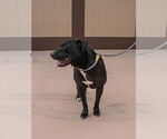 Small #14 Labrador Retriever Mix